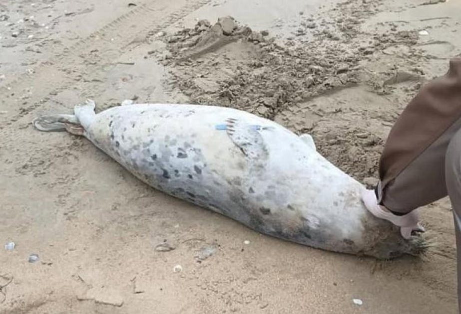 На побережье Каспия обнаружены 88 мертвых тюленей