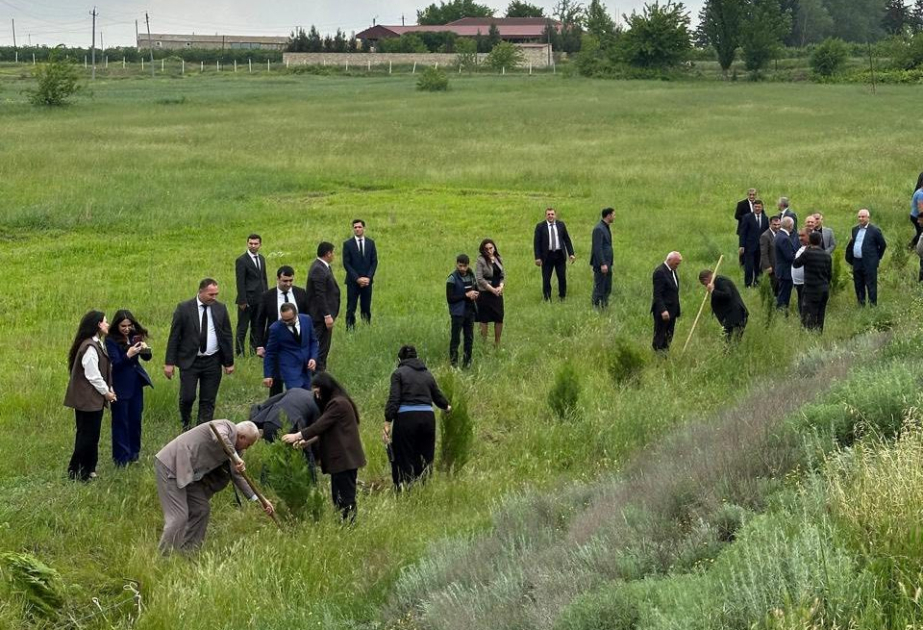 Beyləqanda keçirilən aksiyada 200-dən çox ağac əkilib