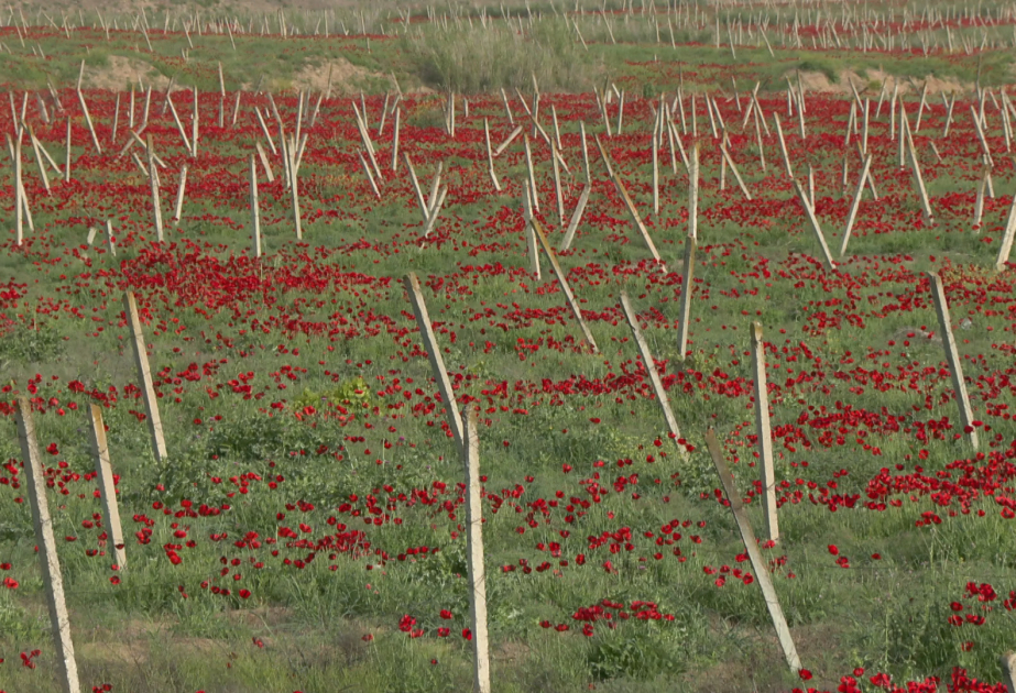 Amapolas florecen en la antigua línea de contacto en territorio minado de Azerbaiyán