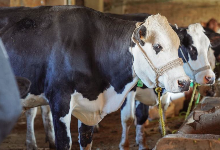 FAO calls for action amid foot-and-mouth disease outbreaks
