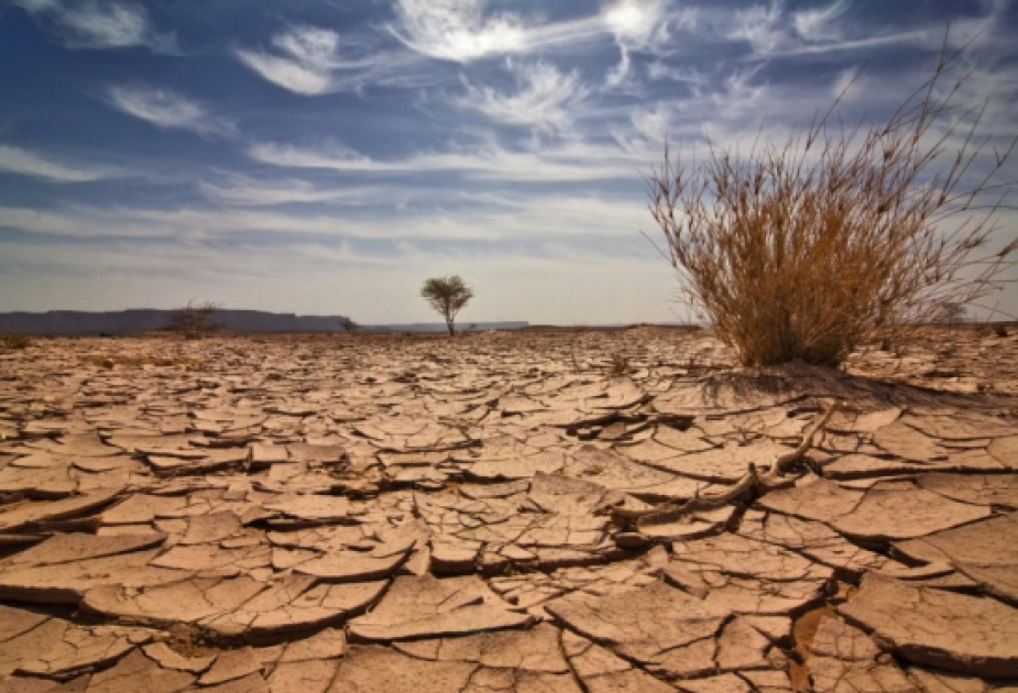 Ученые: Повышение температуры и засуха постепенно снижают урожайность мировых сельскохозяйственных культур