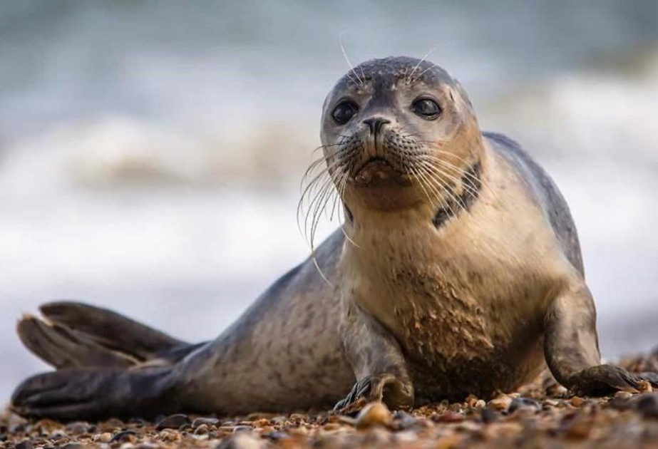 Около 70 мертвых тюленей обнаружили на побережье Каспийского моря