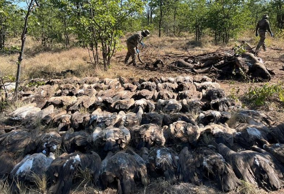 Bedrohte Arten: Wilderer vergiften mehr als 200 Geier im Krüger-Nationalpark