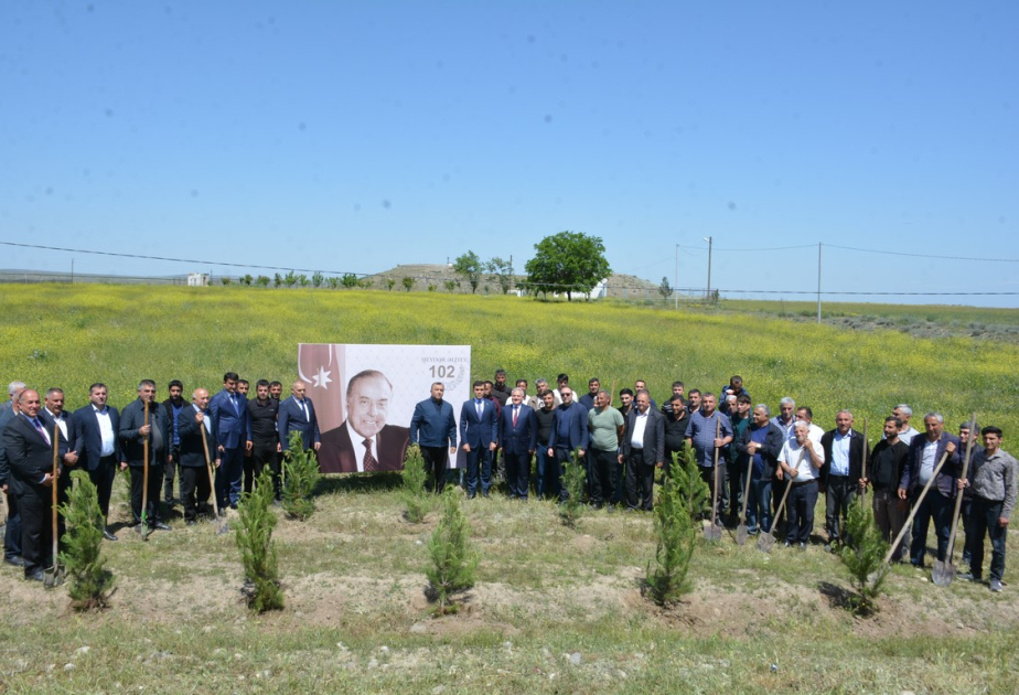 Tərtərdə keçirilən ağacəkmə aksiyasında 300 ədəd Eldar şamı əkilib