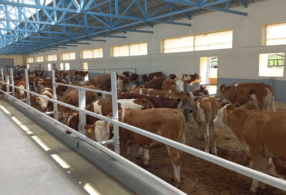 Продукция, выпускаемая на животноводческом комплексе в Ходжалы, будет поставляться как на внутренний рынок, так и на экспорт