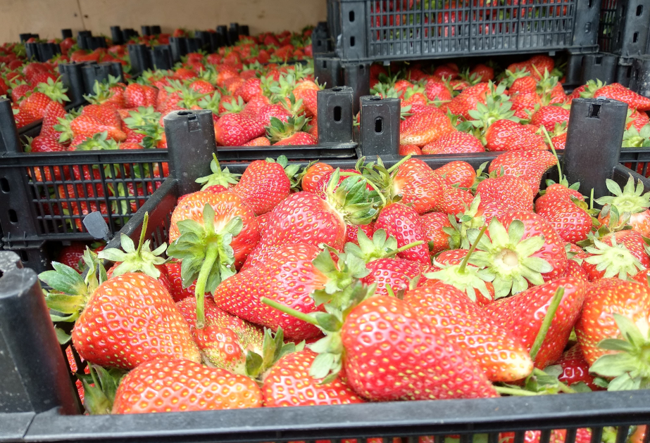 Fresas de Jalilabad se exportan a Rusia y despiertan interés en países árabes
