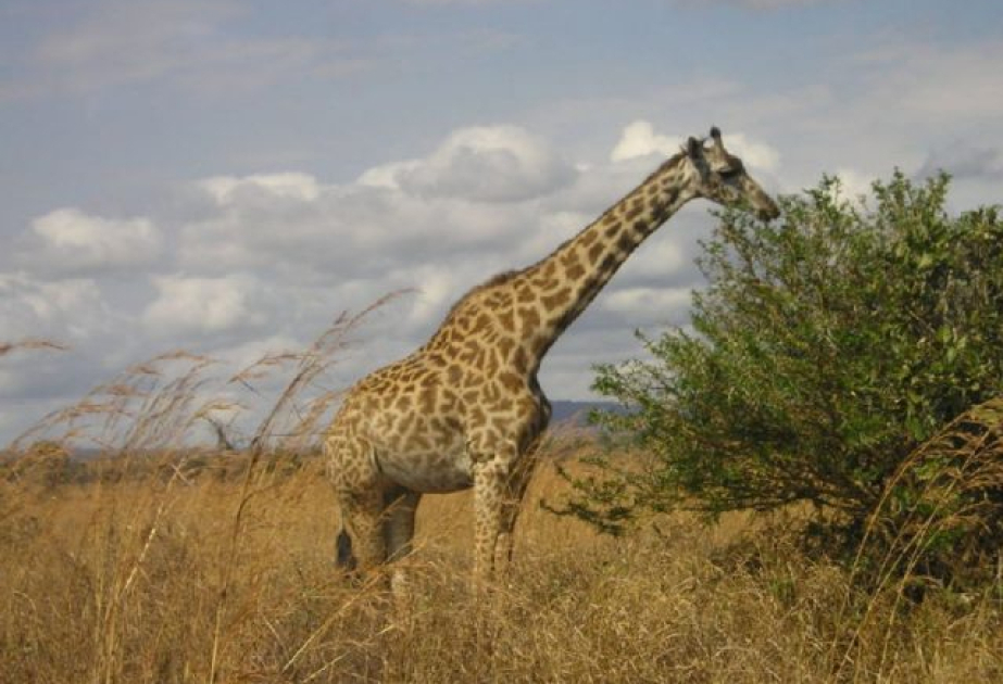 Extreme weather and climate change impacts hit Africa hard: WMO