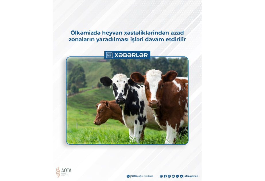 Azərbaycanda heyvan xəstəliklərindən azad zonaların yaradılması işləri davam etdirilir