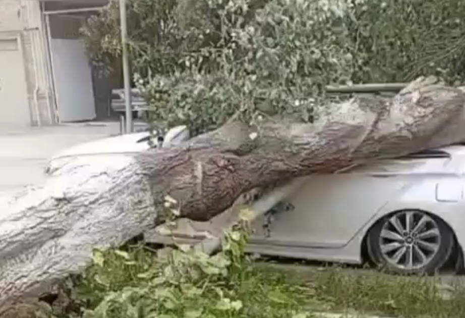 Salyanda güclü külək ağacı avtomobilin üstünə aşırıb