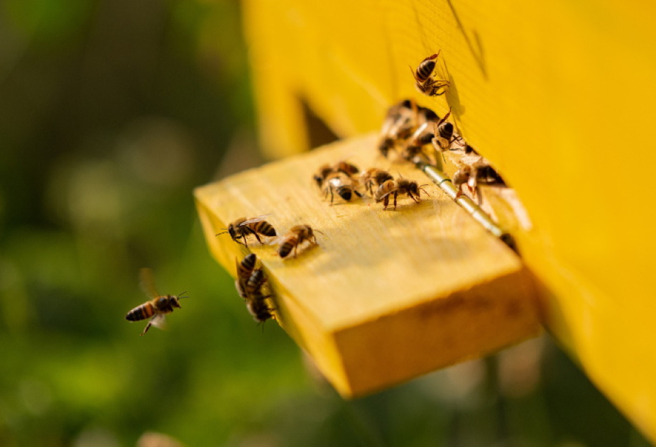 FAO : Les technologies numériques contribuent au développement de l’apiculture