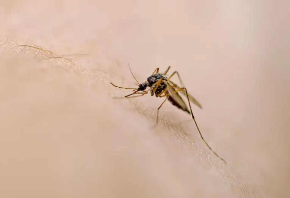 West Nile virus detected in UK mosquitoes for first time