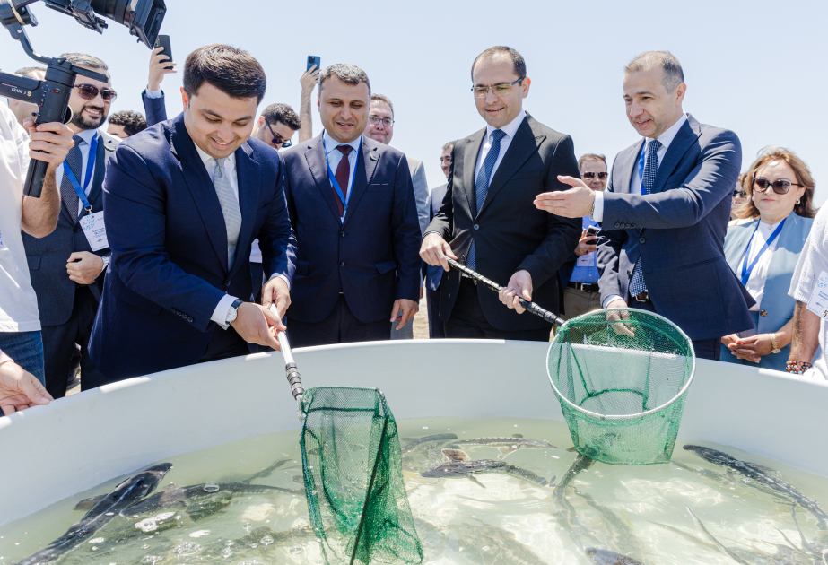 ®  “Azerbaijan Fish Farm” tərəfindən Xəzər dənizinə 100.000 nərə və 20.000 Xəzər qızılbalığı buraxılıb