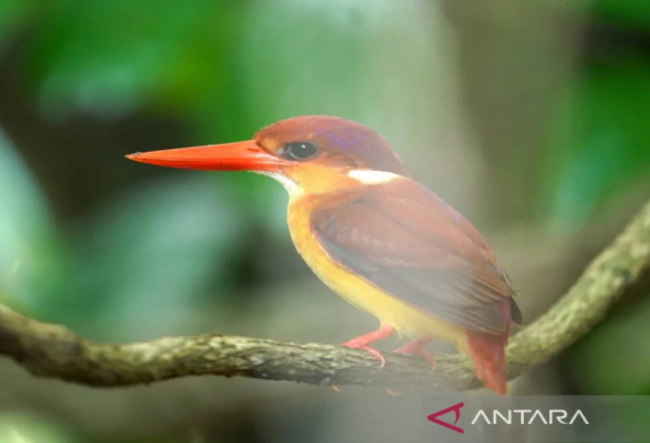 Indonesia prepares national biodiversity strategy plan