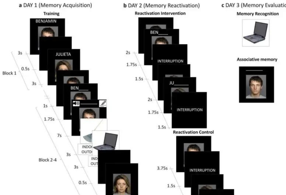 Reactivation of specific memories can indirectly strengthen related ones, study finds