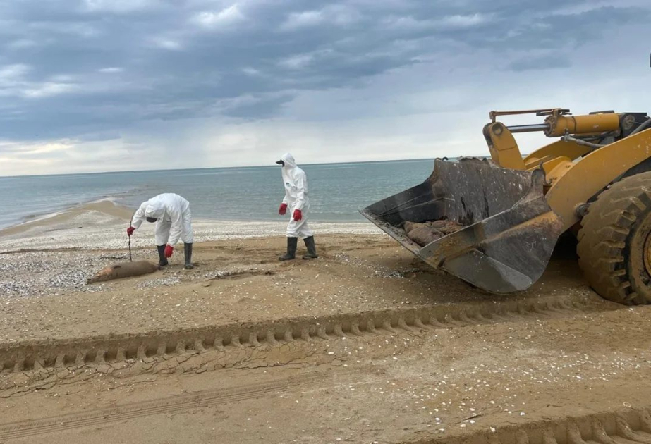 На побережье Каспийского моря обнаружено 279 мертвых тюленей