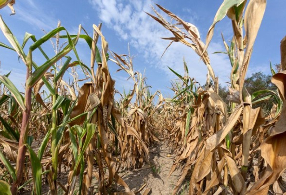 Klimakrise: Uno-Wetterbehörde rechnet mit Rekordtemperaturen in kommenden Jahren