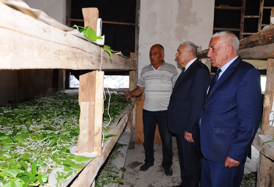 Tovuzda kümçülərə 40 qutu ipəkqurdu toxumu paylanılıb