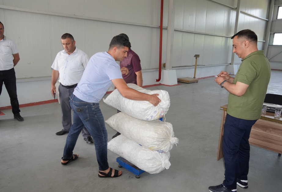 Zaqatalada mövsümün ilk günündə 493 kiloqram yaş barama təhvil verilib