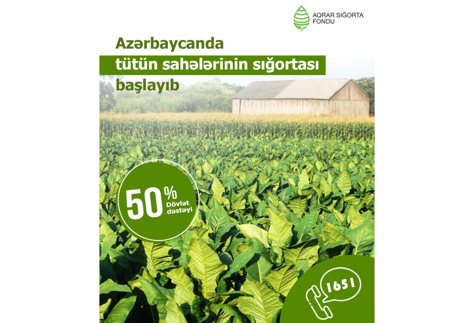 Azərbaycanda tütün sahələrinin sığortası başlayıb