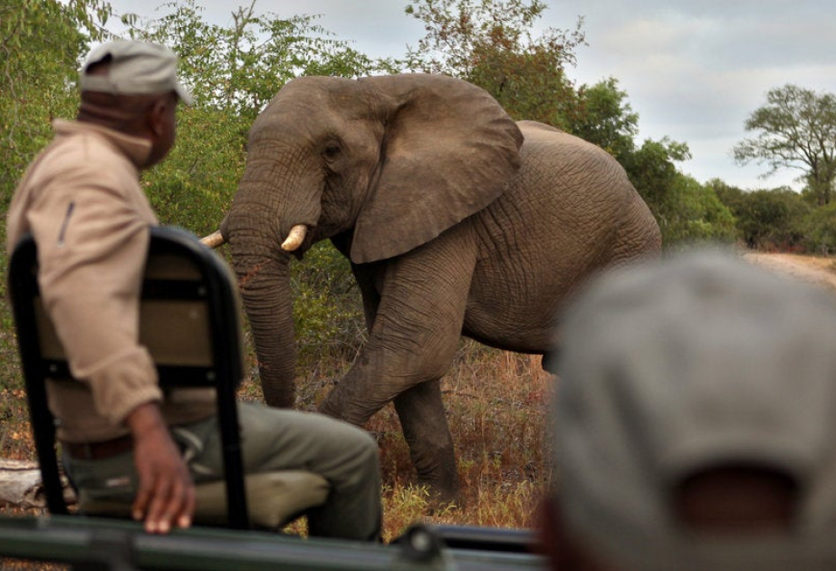 Zimbabwe issues permits to cull 50 elephants in nature reserve