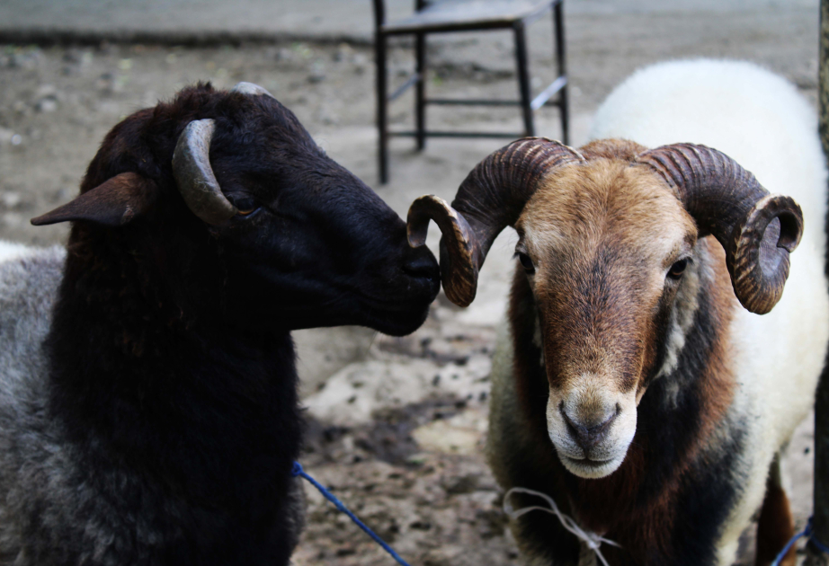 Lənkəranda qurbanlıq heyvan satışı bazarından reportaj  FOTO  VİDEO