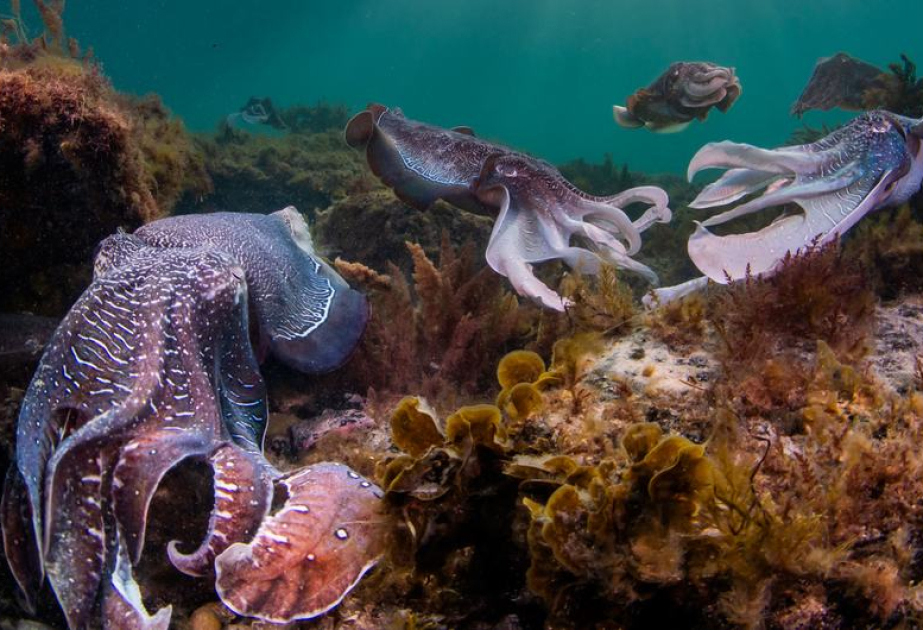 BMT okeanların kritik vəziyyətini müzakirə edəcək