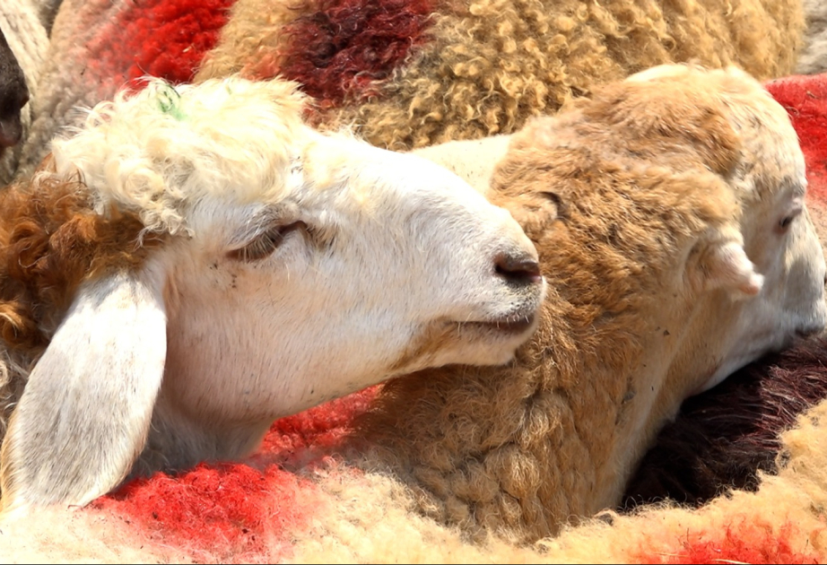 Bazarda qurbanlıq heyvanların qiymətləri necədir? VİDEO