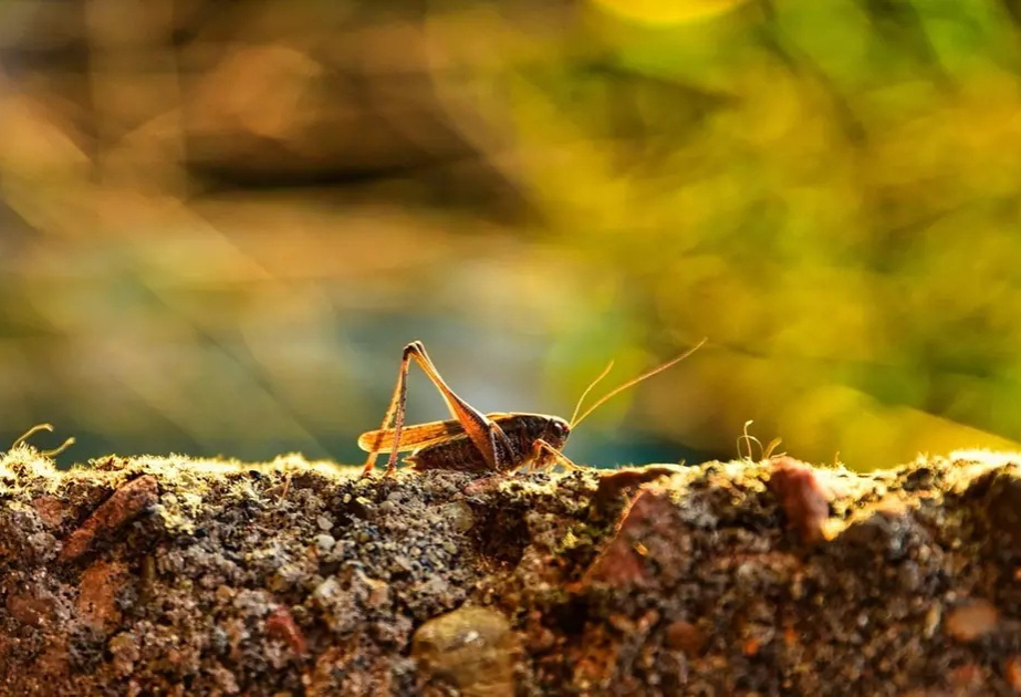 Площадь распространения саранчи в Казахстане может достичь 2 миллионов гектаров