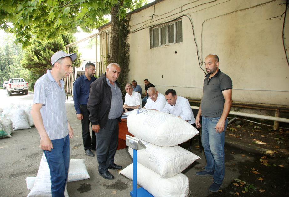 Ağcabədi kümçüləri barama tədarükünə başlayıblar
