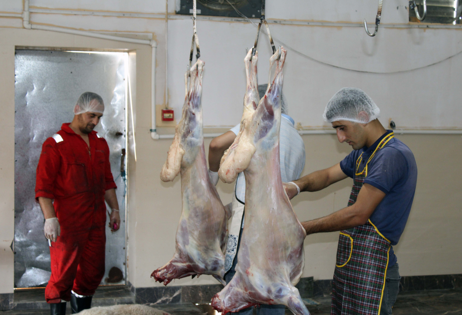 Qurban bayramı ilə əlaqədar Lənkəranda da xüsusi ət kəsimi məntəqəsi fəaliyyət göstərir VİDEO