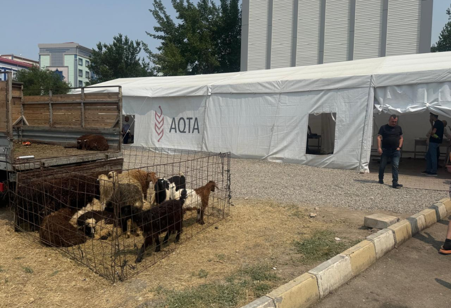 Muxtar respublika üzrə 8 ünvanda qurbanlıq heyvanların satışı və kəsimi xidmətləri təşkil olunub