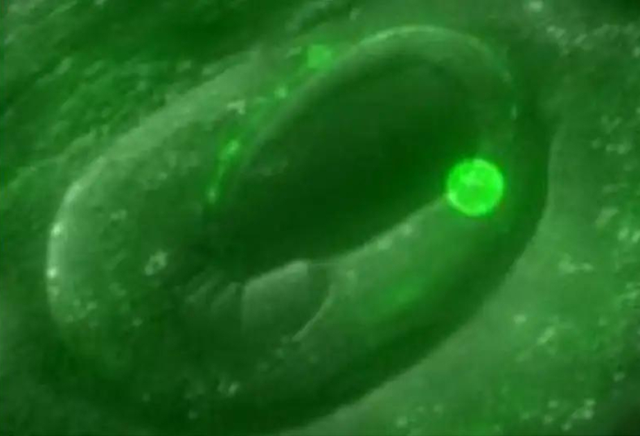 Stress genes clear dead cells, offering new disease insights
