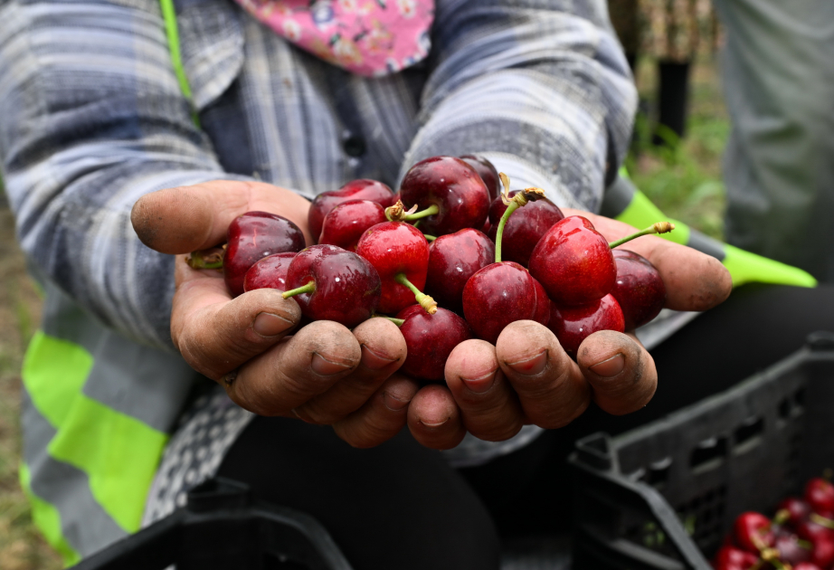 Made in Azerbaijan: От садов в Гусаре до России и арабских стран РЕПОРТАЖ ФОТО