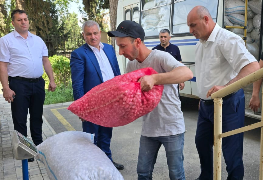 Tərtər kümçüləri mövsümün ilk günlərində 2400 kiloqramdan çox barama tədarük ediblər