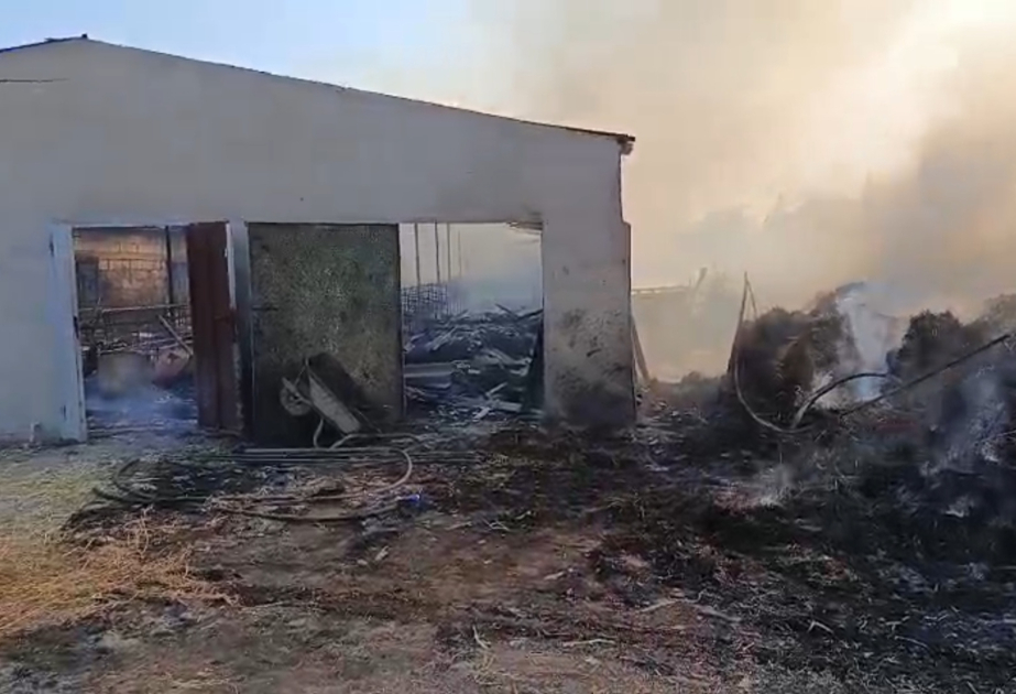 Salyanda ferma yanıb, heyvanlar tələf olub VİDEO