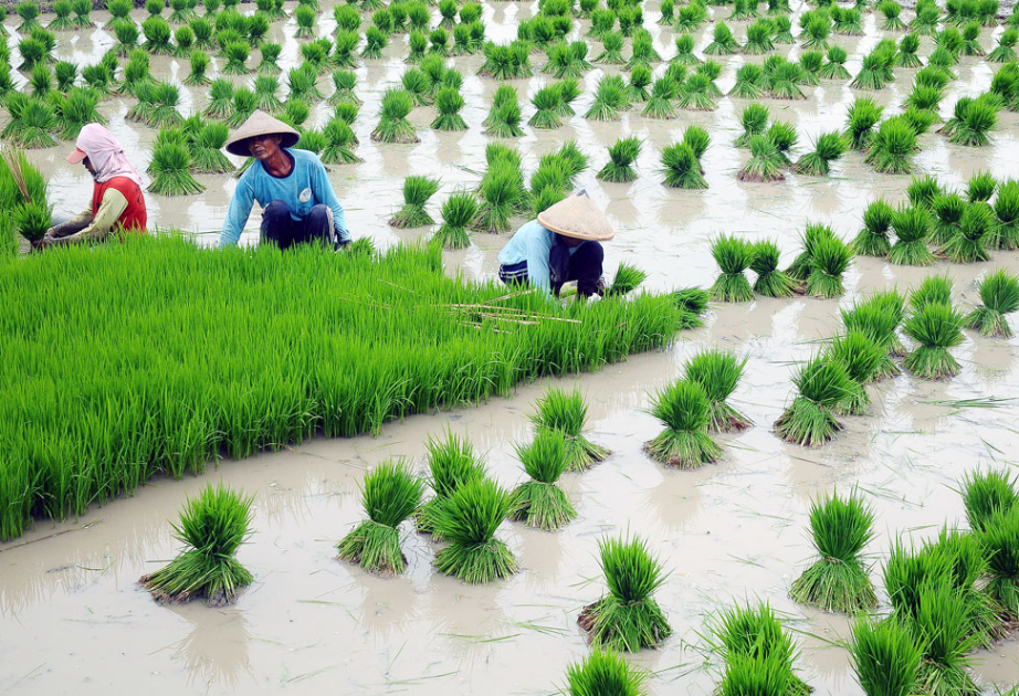 Vietnam among world’s most food-self-sufficient nations: study