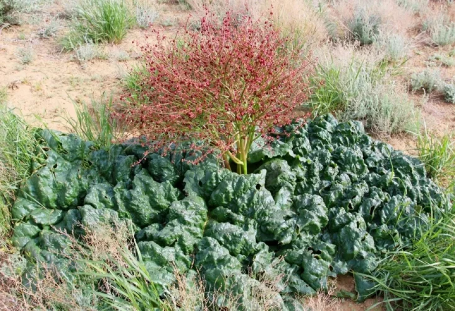 Herb of immortality of ancient Scythians: A new species of plant discovered in Atyrau region