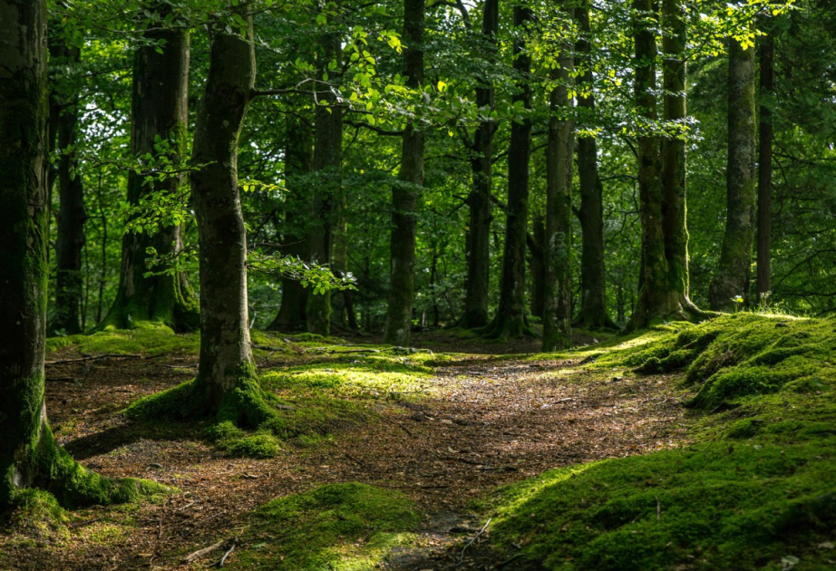 Azerbaiyán proyecta un nuevo parque nacional en territorios liberados