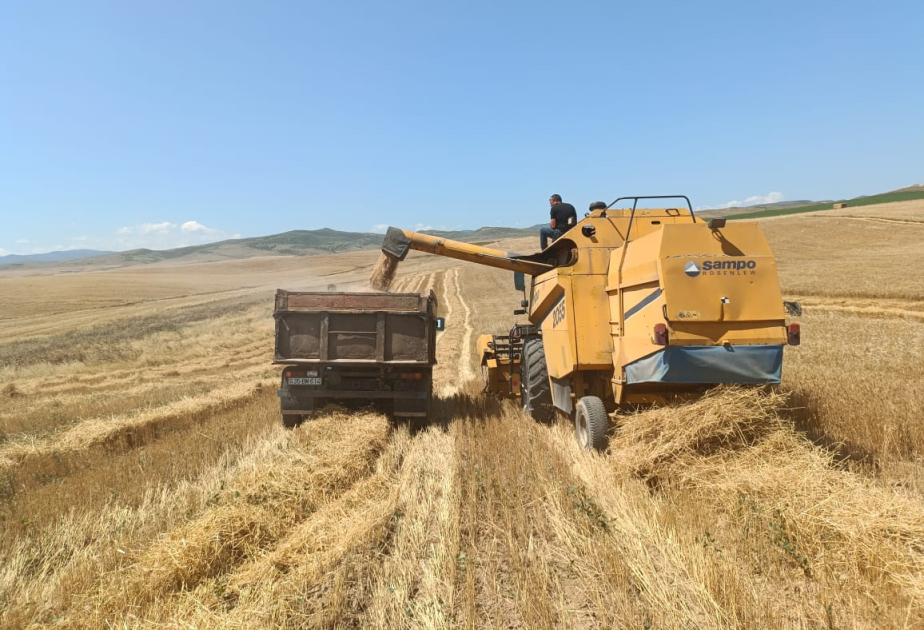 Qazaxda arpa biçininə başlanılıb