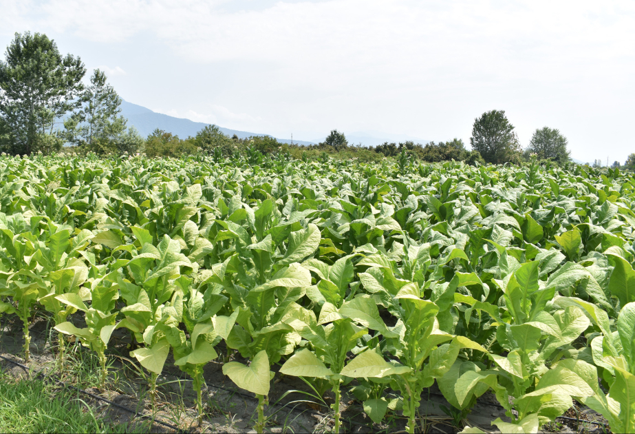 “Zaqatala AGRO Industry” MMC bu il şimal-qərb rayonlarında 209 hektar sahədə tütün əkib