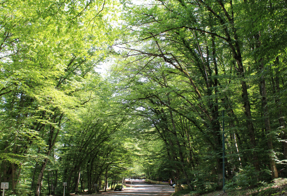 Atemberaubende Naturpanoramen – Gachrash-Wald FOTO VIDEO