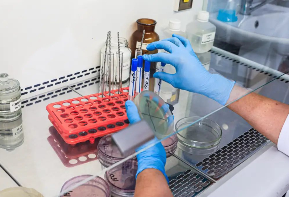 В Казахстане выявлены случаи кожной формы сибирской язвы