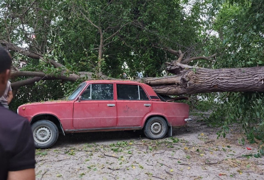 Xaçmazda ağac minik avtomobilinin üstünə aşıb