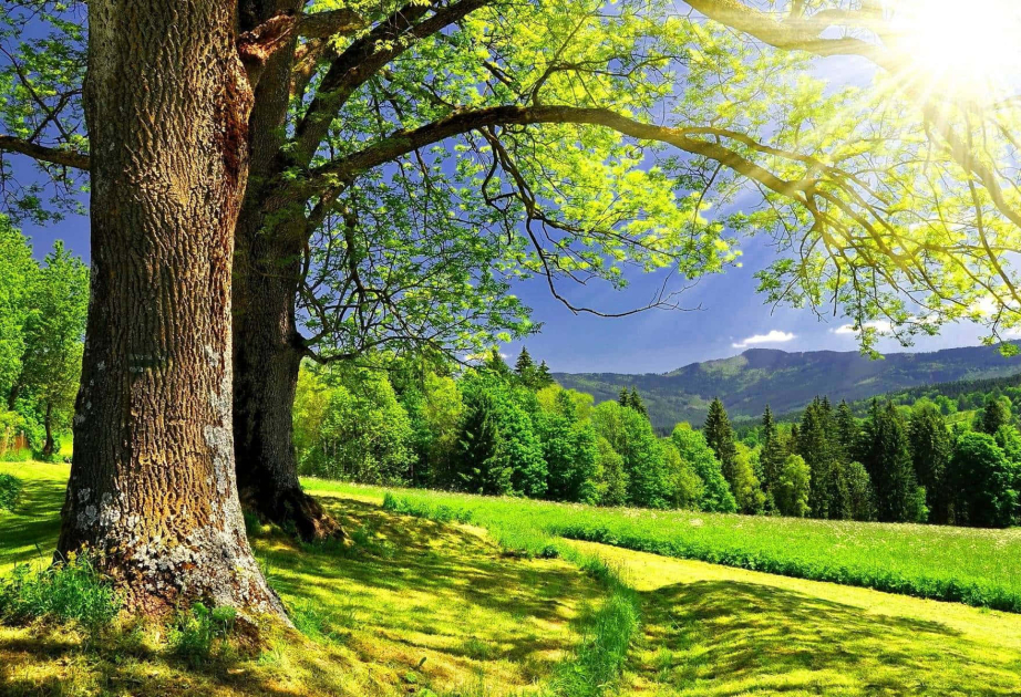 Sabah Azərbaycanda havanın temperaturu 38 dərəcəyədək yüksələcək
