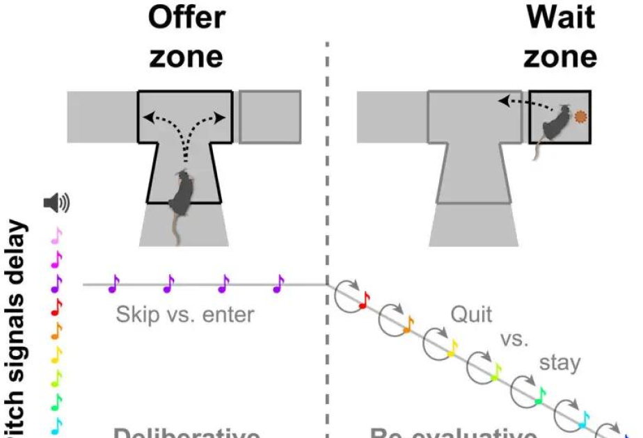 New research reveals how male and female brains process regret and change decisions