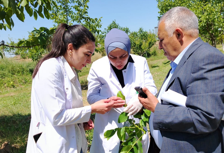 AQTA işğaldan azad olunmuş ərazilərdə fitosanitar monitorinqlər keçirib