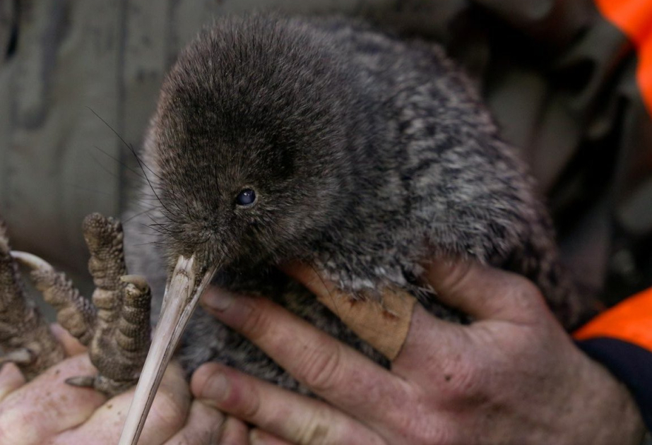 Seltene Art des Kiwis auf Neuseelands Festland wiederentdeckt