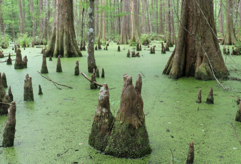 World risks up to $39 trillion in economic losses from vanishing wetlands, report says