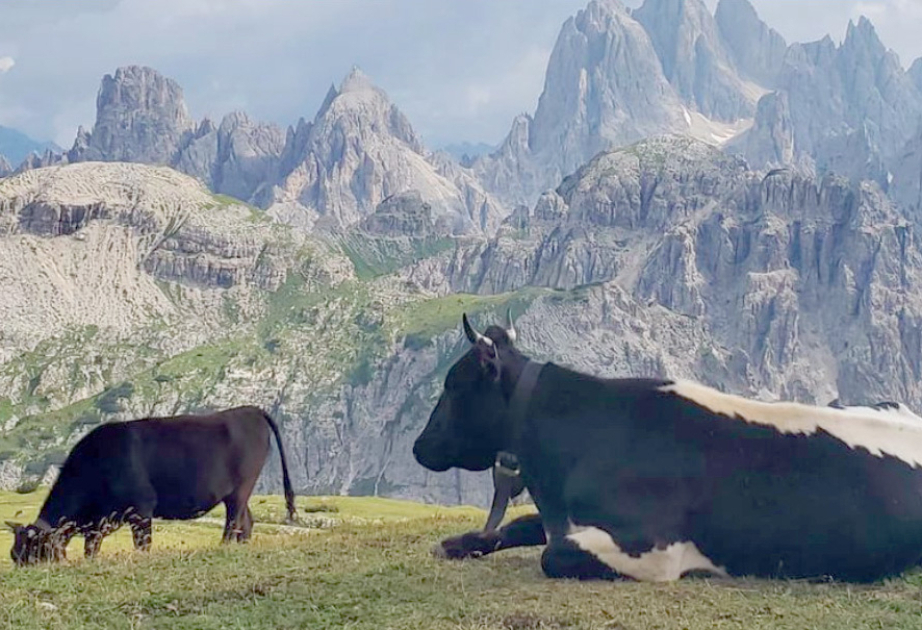 FAO: Emerging economies will drive growth in animal-source food consumption and production