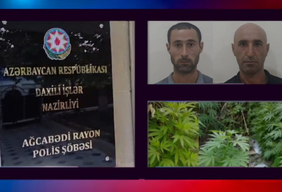 Ağcabədidə çətənə bitkilərinin kultivasiyası ilə məşğul olan 2 nəfər saxlanılıb VİDEO